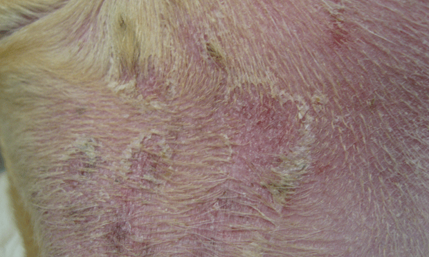 crusty-skin-pictures-photos