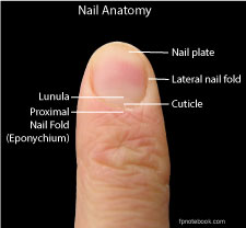 fingernail separated from nail bed - pictures, photos