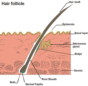 infected hair follicle picture - pictures, photos