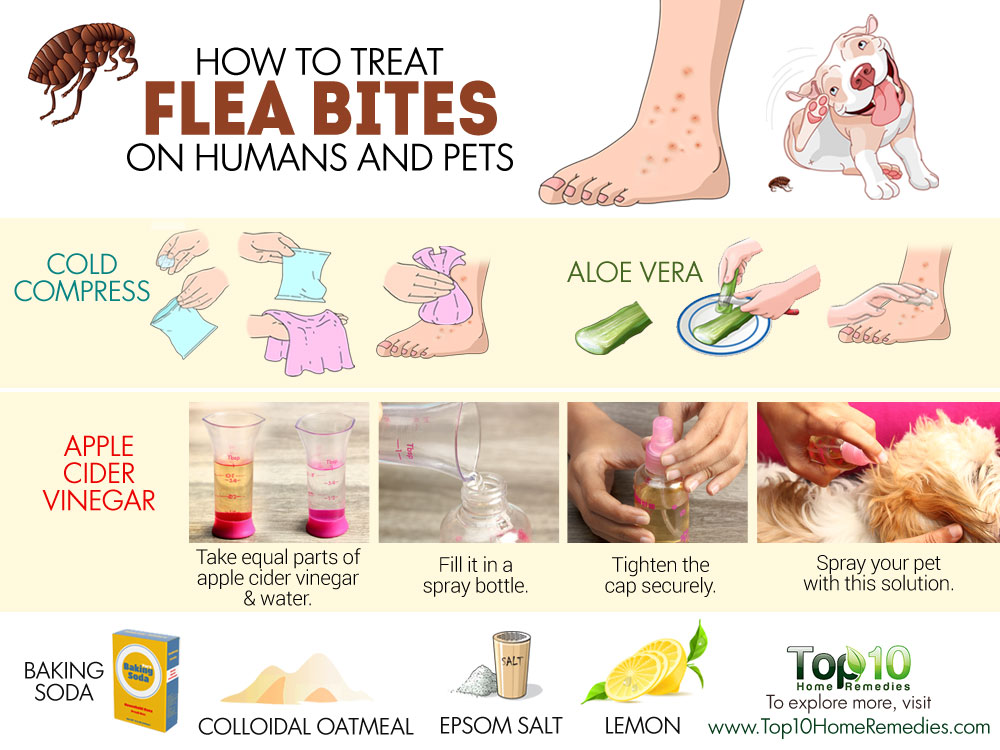 Can Flea Bites Spread Pictures Photos