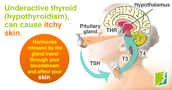 how-to-take-levothyroxine-other-hypothyroidism-medications-goodrx