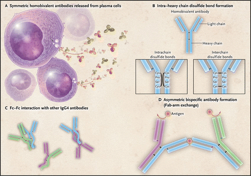 igg4 related disease - pictures, photos