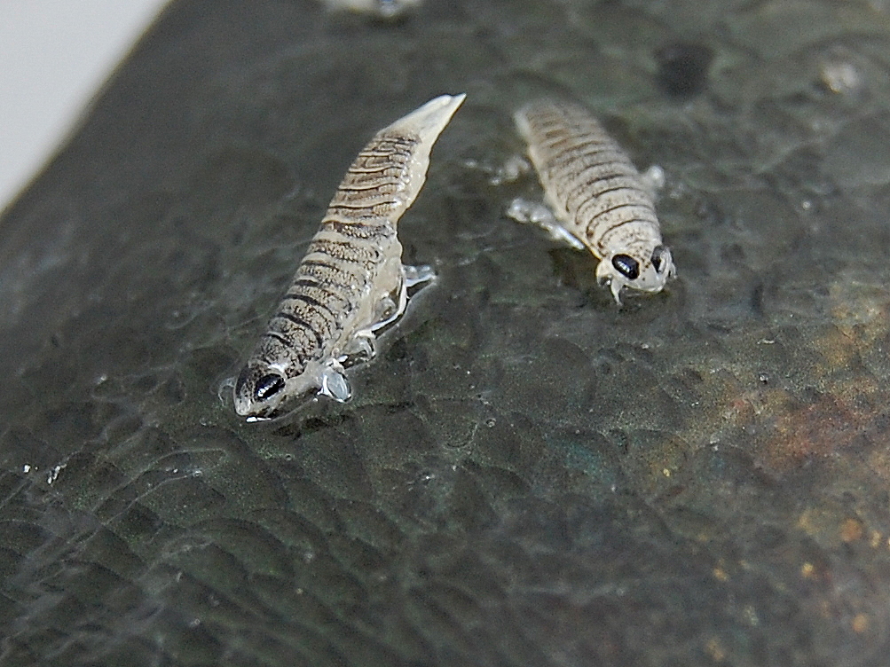 sea lice pictures, photos