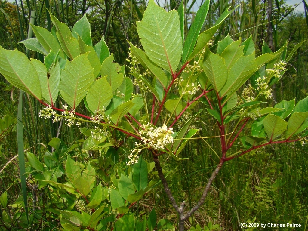 poison sumac picture - pictures, photos